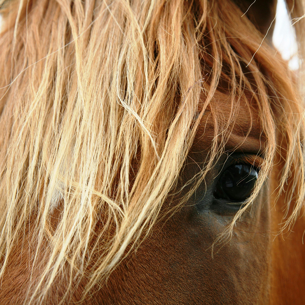 fascia